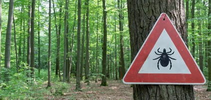Insect Bites and Poisonous Plants