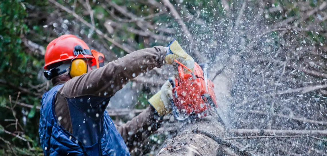 Worker cutting fallen tree with chainsaw